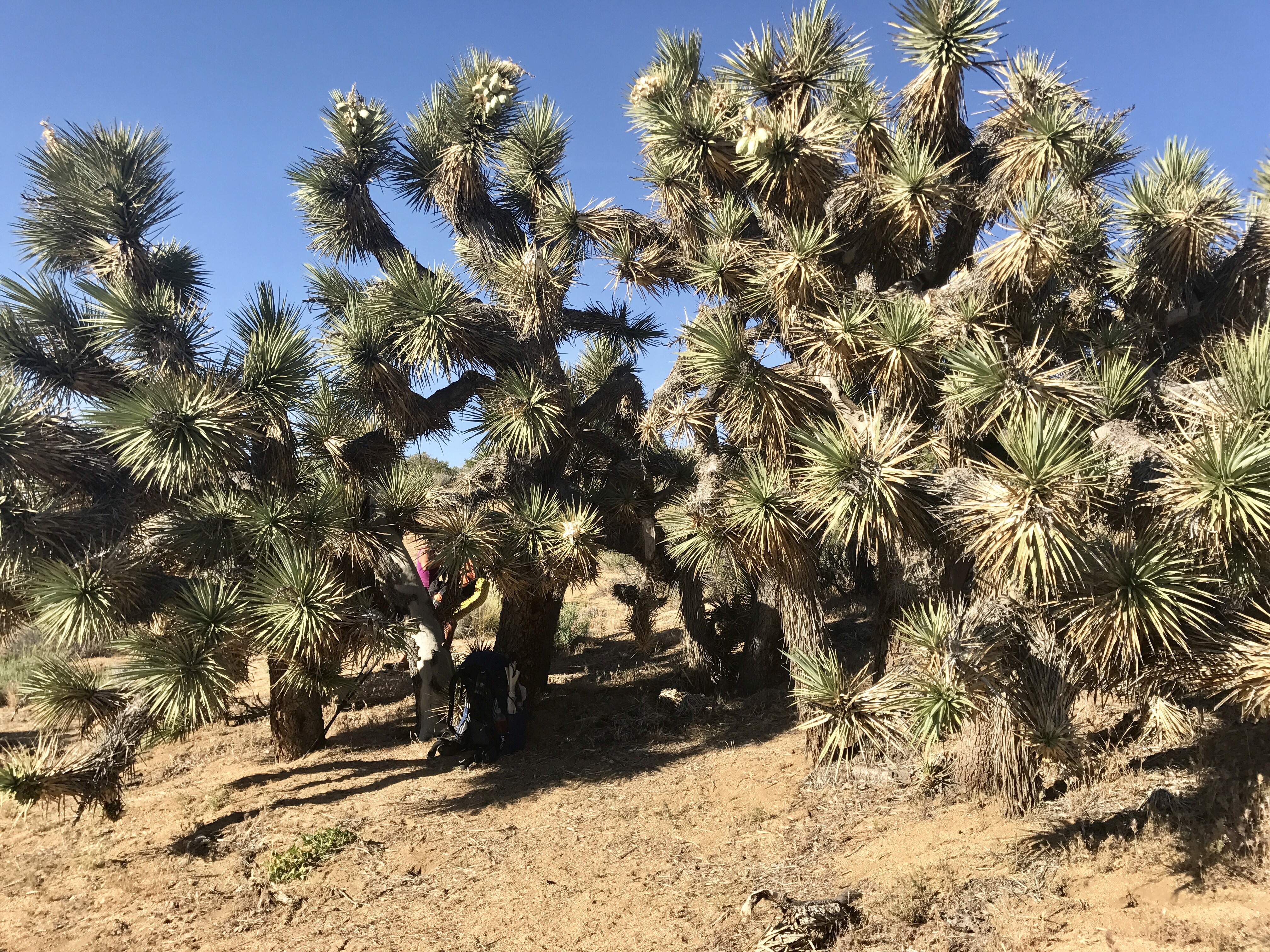 PCT Day 54 – Napping Under Joshua Trees in the Mojave Desert
