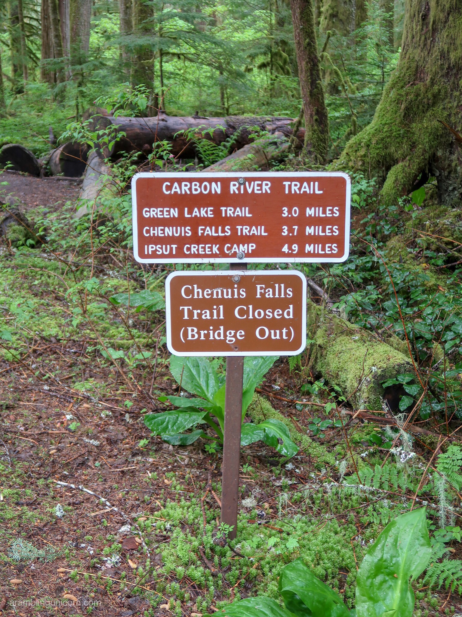 The Carbon River Rainforest Exploring Mt Rainier S Carbon River Trail