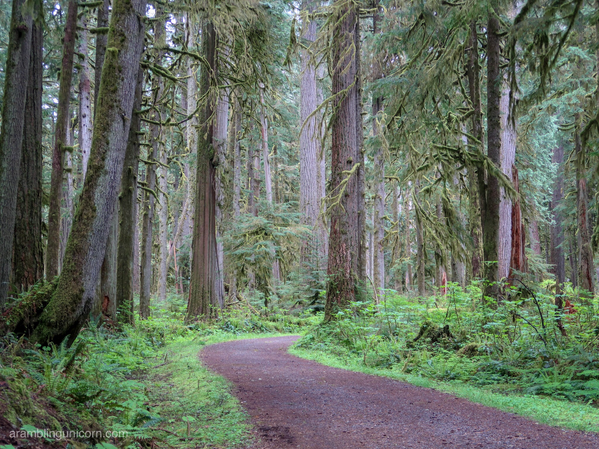 The Carbon River Rainforest: Exploring Mt. Rainier’s Carbon River Trail