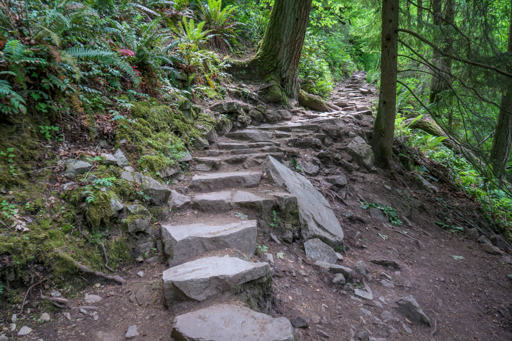 A trail comprised of rocky steps leads uphill into the forest