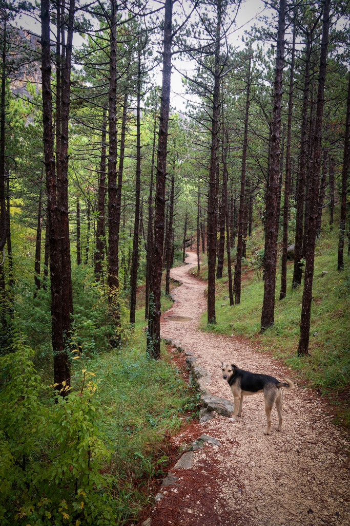 A Paklenica National Park hiking trail winds through a black pine forest. A stray dog stands on the trail.