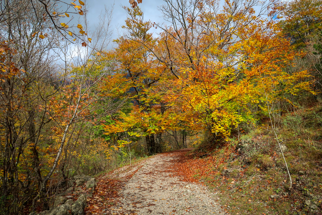 Trees bright with fall foliage in reds, yellows and oranges line the hiking trail