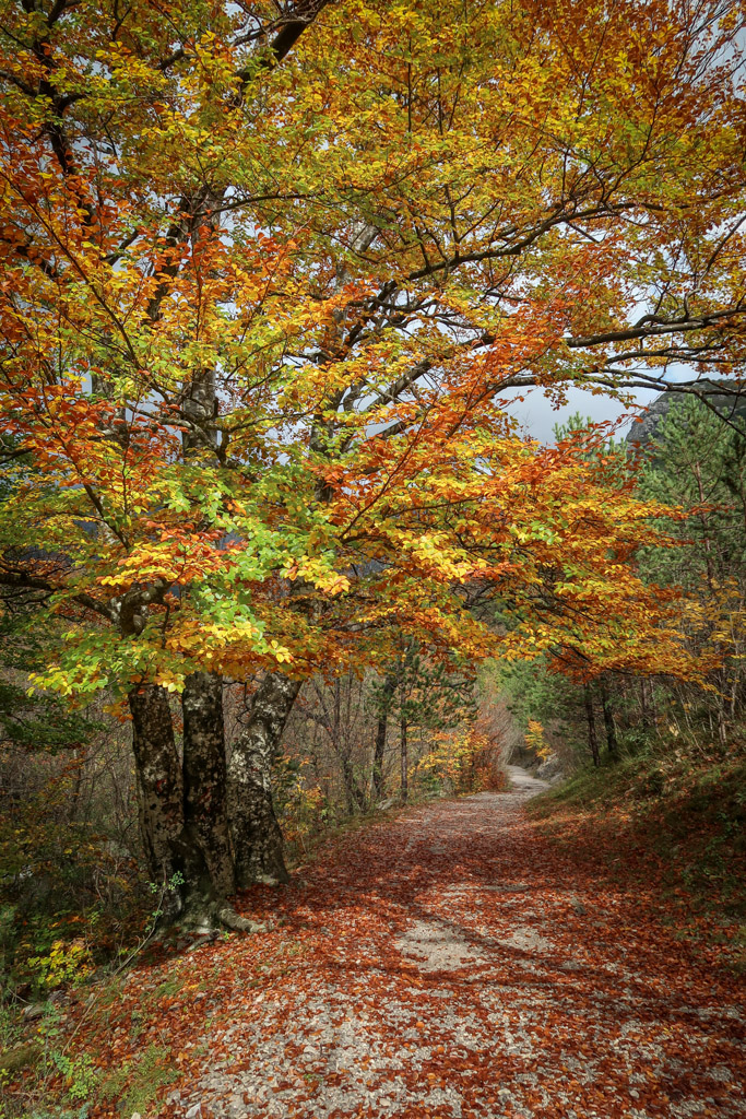 A hiking trail leads through a tree tunnel that is bright with fall foliage of yellows, oranges and reds