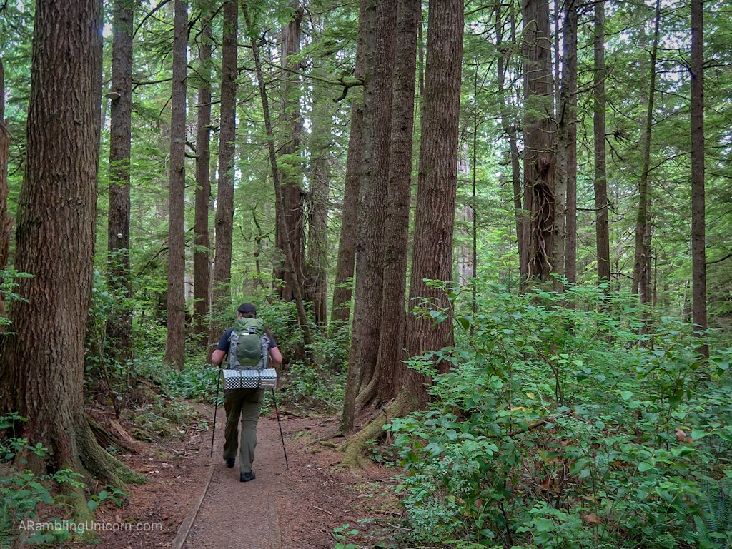 Daniel walks through the forest along Ozette Triangle Loop Trail