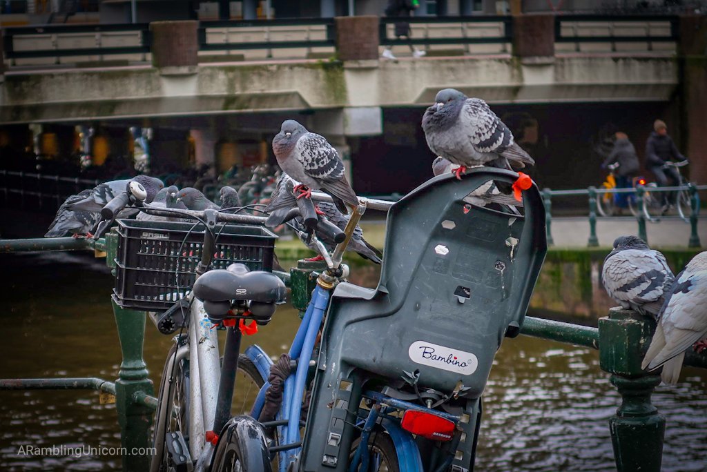 Amsterdam Blog: This is what happens to your bike when you're not looking. 