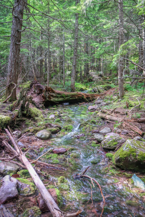 Avalanche Lake Trail: A Stunning Hike in Glacier National Park