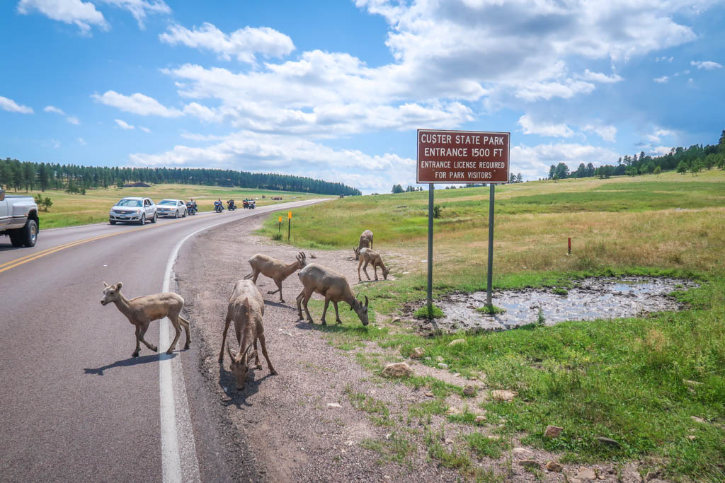 Bighorn Sheep Custer State Park 