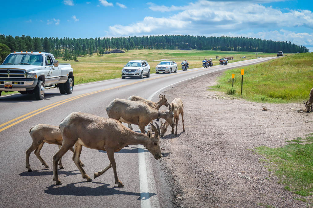 A family of bighorn sheep block the road along the Custer State Park Wildlife Loop