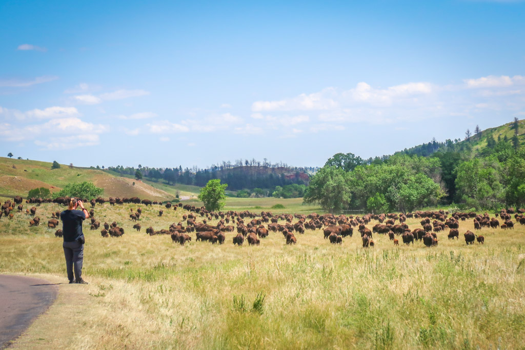 Daniel stands in a grass field along the wildlife loop and near a large herd of bison to take photos