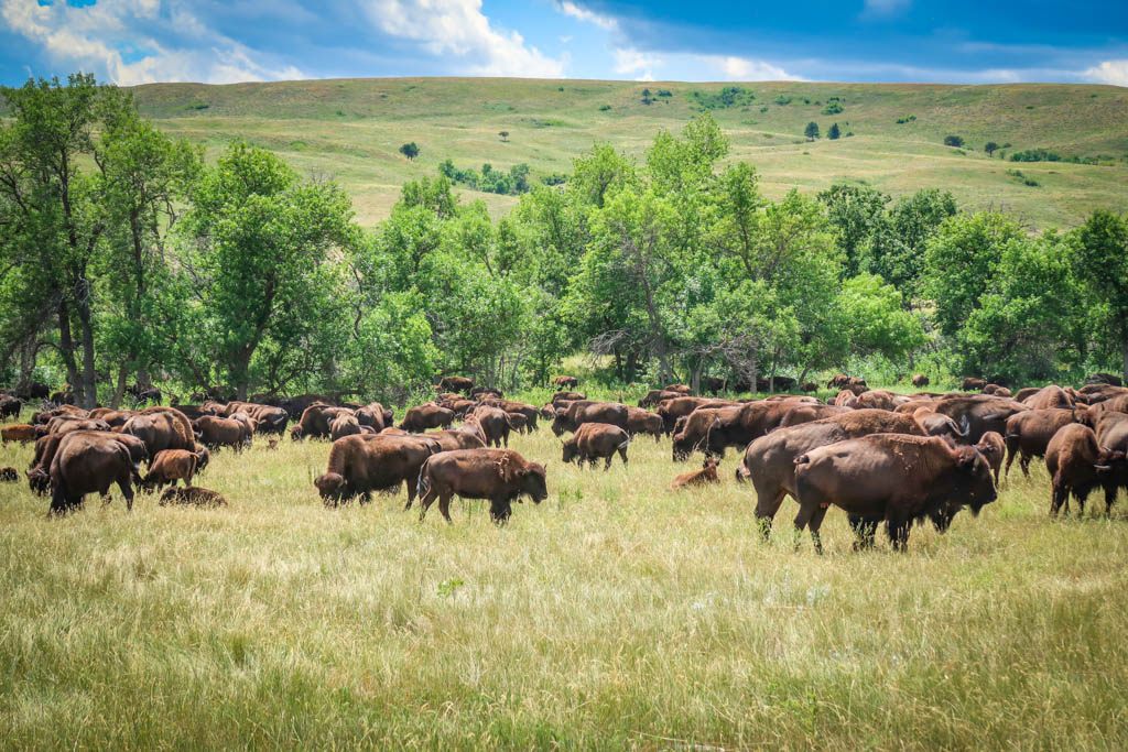 Custer State Park Wildlife Loop How To See Amazing Wildlife Custer State Park Wildlife Loop How To See Amazing Wildlife