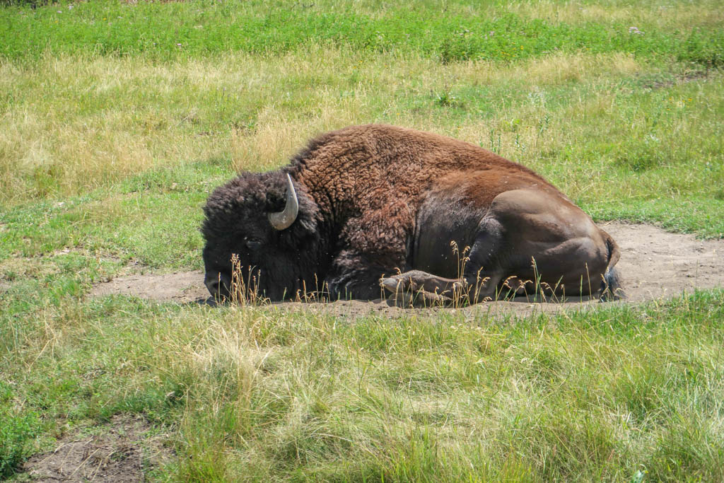 A single bison lays on the grass in a dirt patch