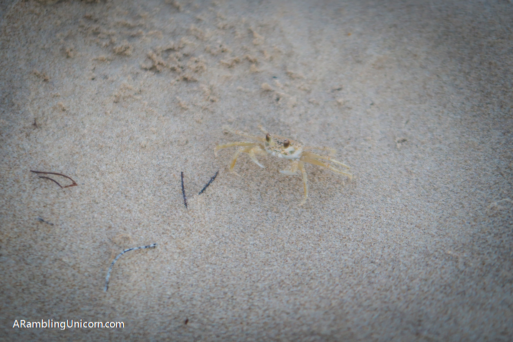 A tiny crab about the same color as the sand.