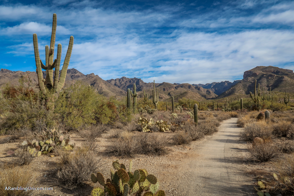 Sabino Canyon Trails: Five Stunning Hikes near Tucson