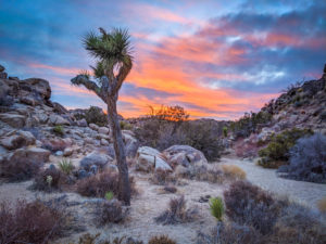 15 Best Hikes in Joshua Tree - Plus Maps and Expert Tips (for 2022!)