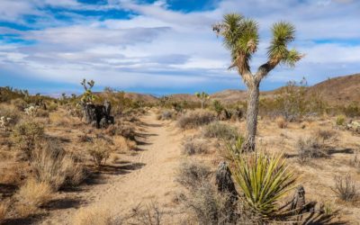 California Riding and Hiking Trail: An Epic Joshua Tree Adventure
