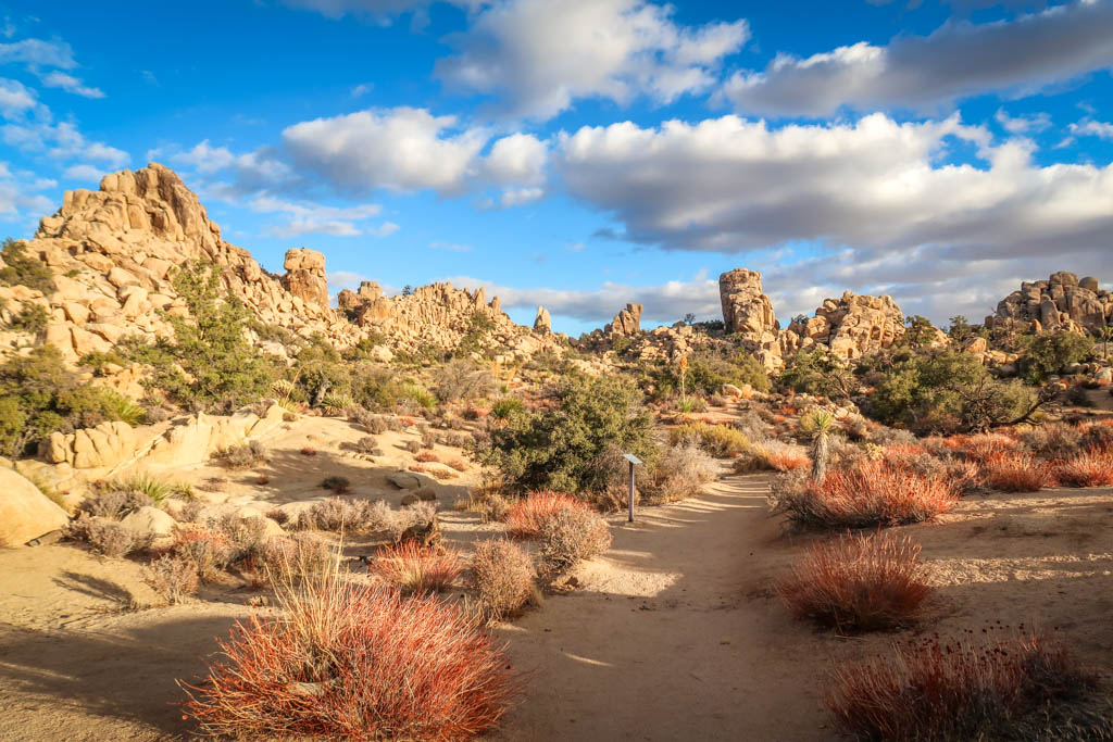 Hidden Valley Nature Trail, one of the best hikes in Joshua Tree National Park