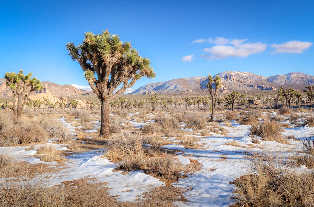15 Best Hikes in Joshua Tree – Plus Maps and Expert Tips (for 2022!)