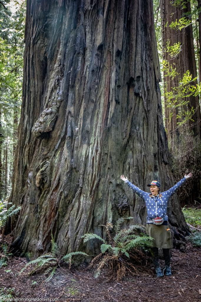 Photo of the author standing at the base of a giant redwood tree