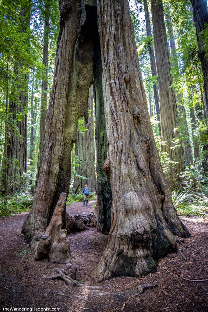 The author stands behind a crack in the bottom of a redwood tree that was hollowed out after previously being hit by lightening. Despite being struck by lightening, the tree is still alive. She is tiny in comparison to the giant tree.