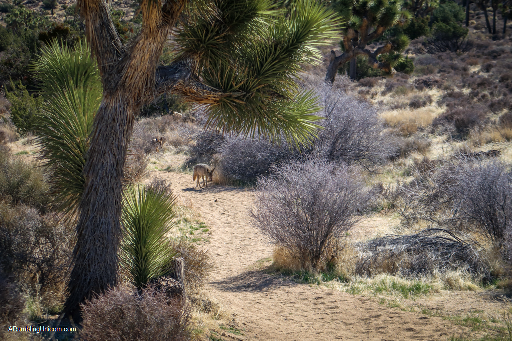 Coyote on the trail in Joshua Tree National Park