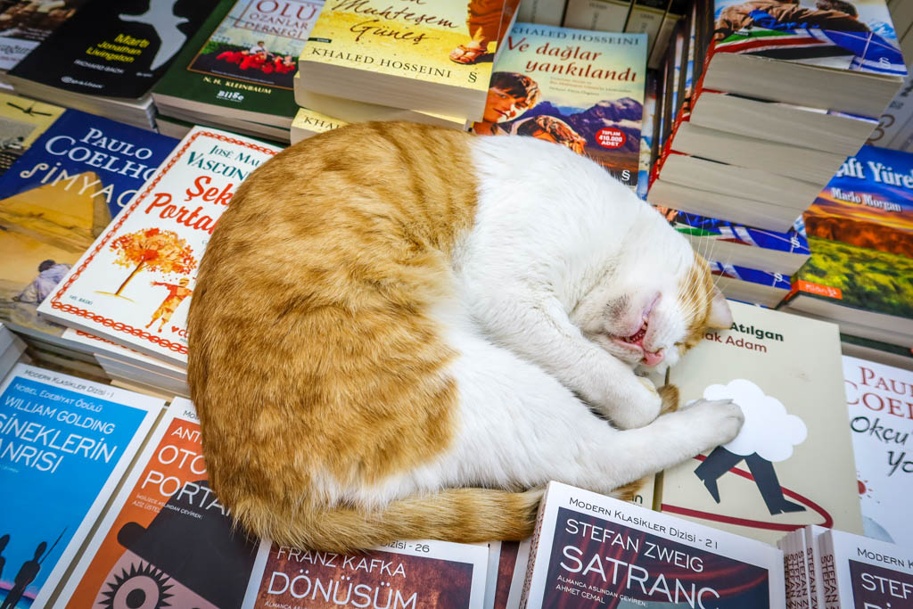 A tabby cat is curled up and fast asleep on a table of books at a bookshop