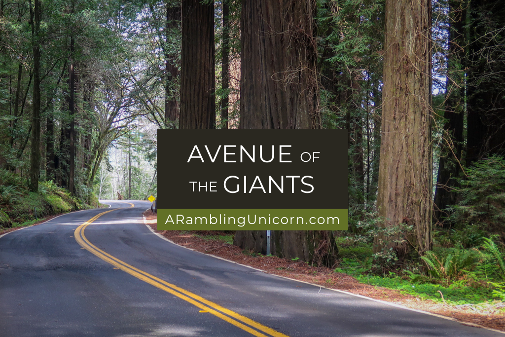 Avenue of the Giants Auto Tour: A Scenic Drive among the Redwoods