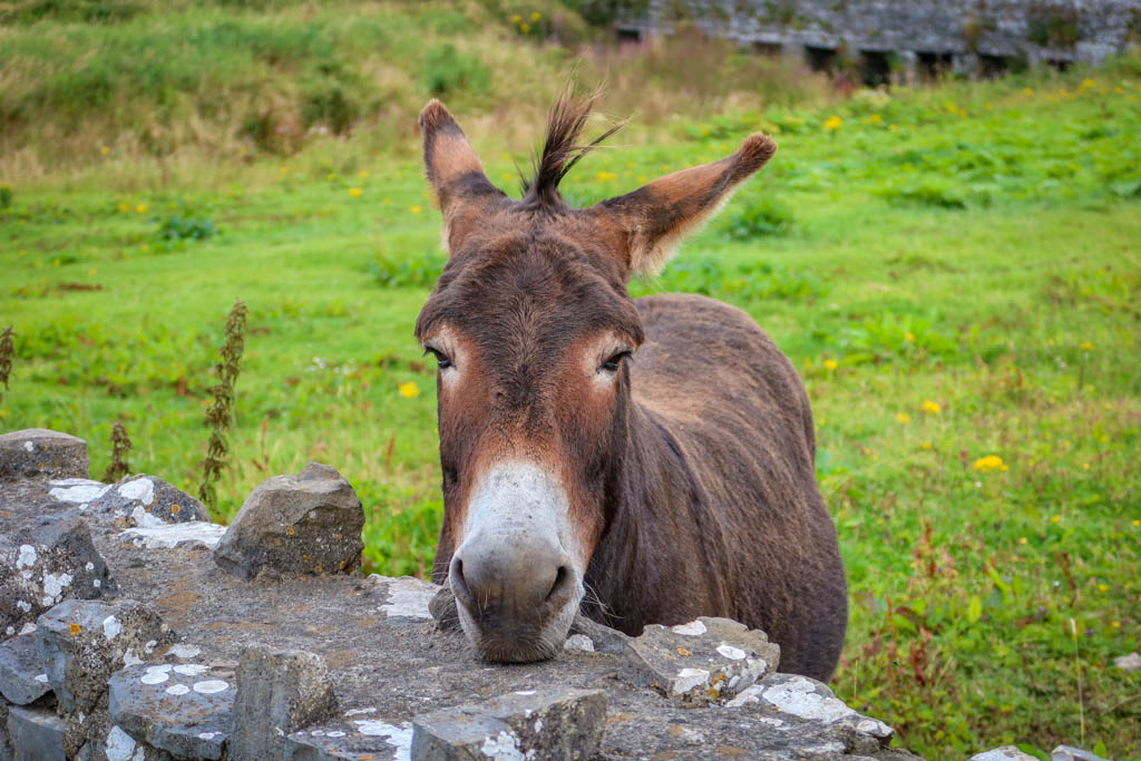 A donkey stands with his head perched over a low stone fence, begging for handouts