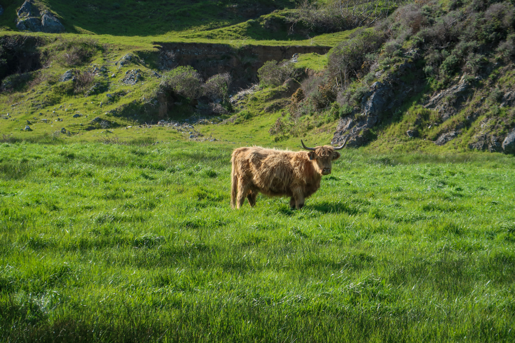 A cow with brown shaggy fur and big horns stands in a green pasture