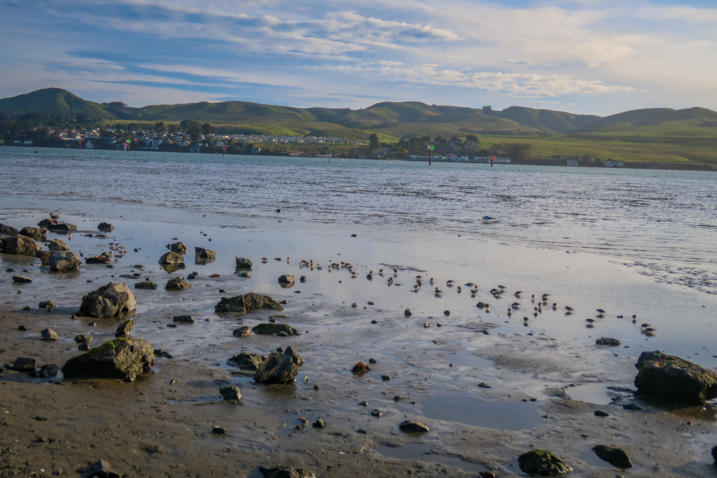 Bodega bay looking inland with green hills in the distance and small birds in water