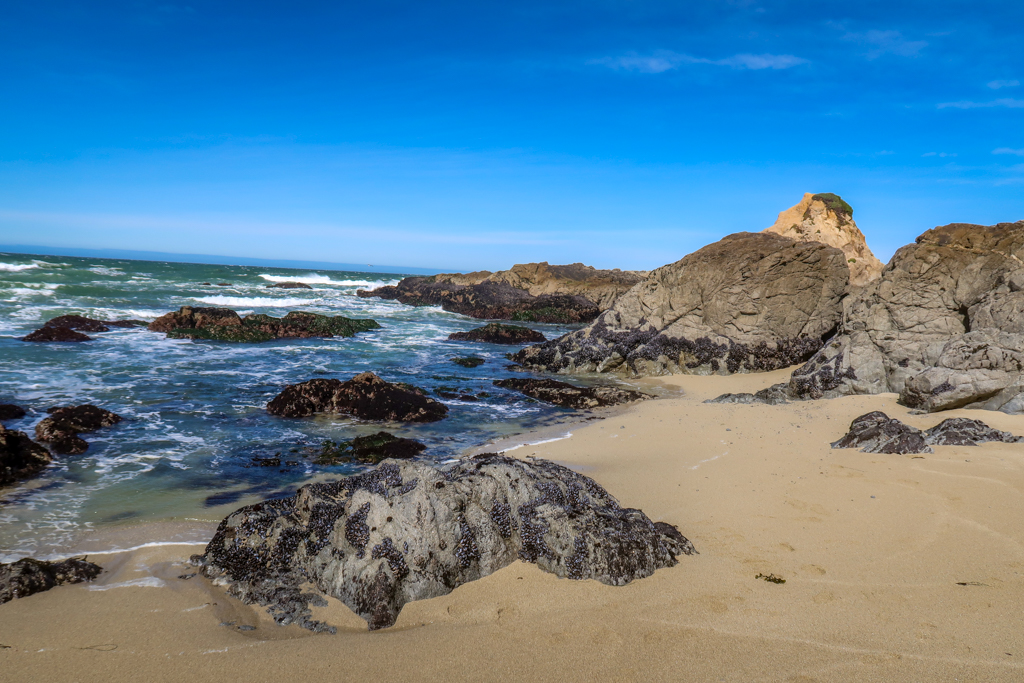 Sandy beach lined with rugged granite rocks at Bodega Head