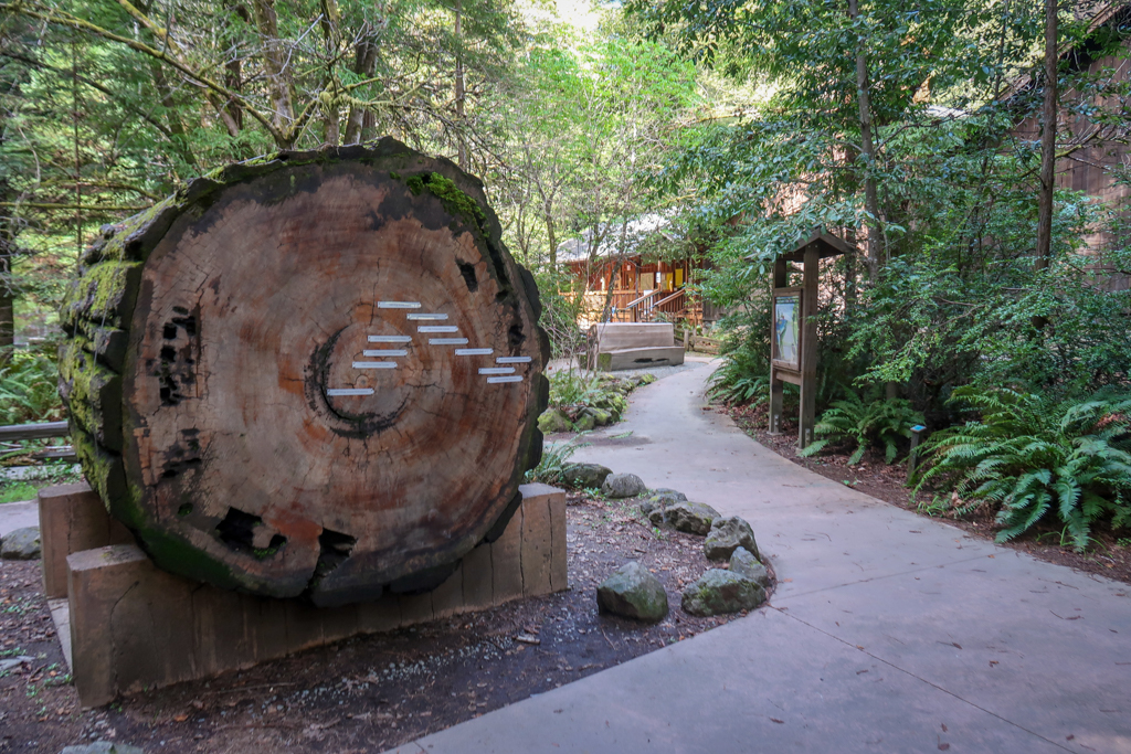 Interpretive display outside of the Visitor's Center with a cross-section of a Redwood Tree depicting the trees age