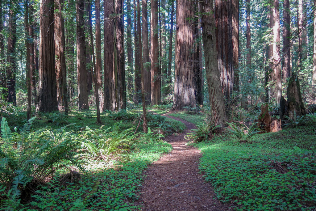Path through towering Redwood trees with verdant green foliage on the ground in Mahan Grove