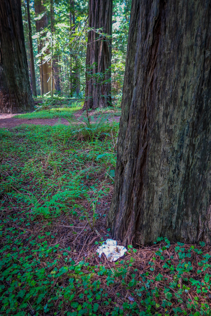 How not to pee outside: a pile of toilet paper sits on the ground next to a protected Redwood tree.