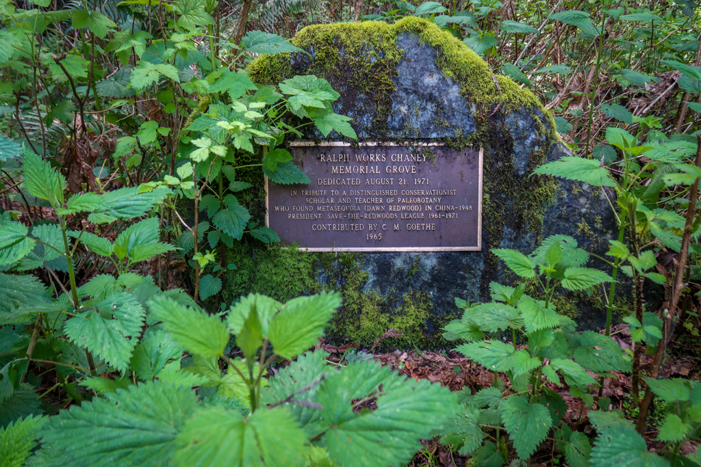 Plaque reads: Ralph Works Chaney Memorial Grove. Dedicated August 21, 1971. In tribute to a distinguished conservationist, scholar and teacher of paleobotany who found Metasequoia (Dawn Redwood) in China in 1948. President Save-the-Redwoods League 1961-1971. Contributed by C. M. Goethe, 1965.