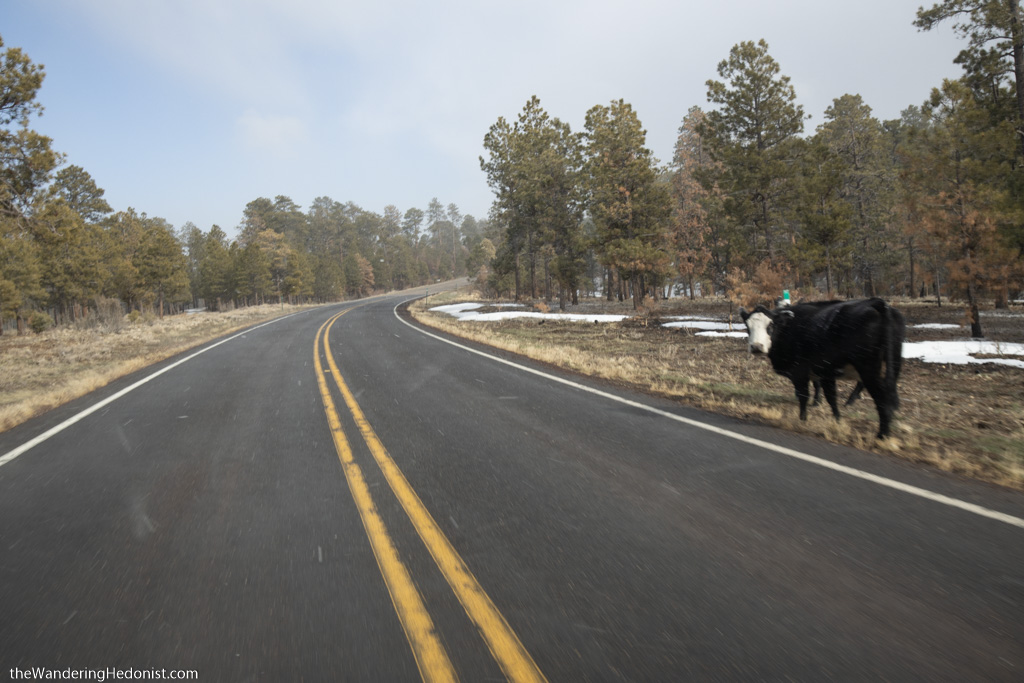 A cow stands about a foot away from the edge of the Vermillion Cliffs Scenic Highway as it heads through the Kaibab National Forest. Patches of snow are on the ground.