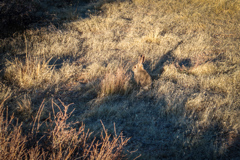 A rabbit nearly camouflaged with the dry yellow grass near Upper Covington Flats 