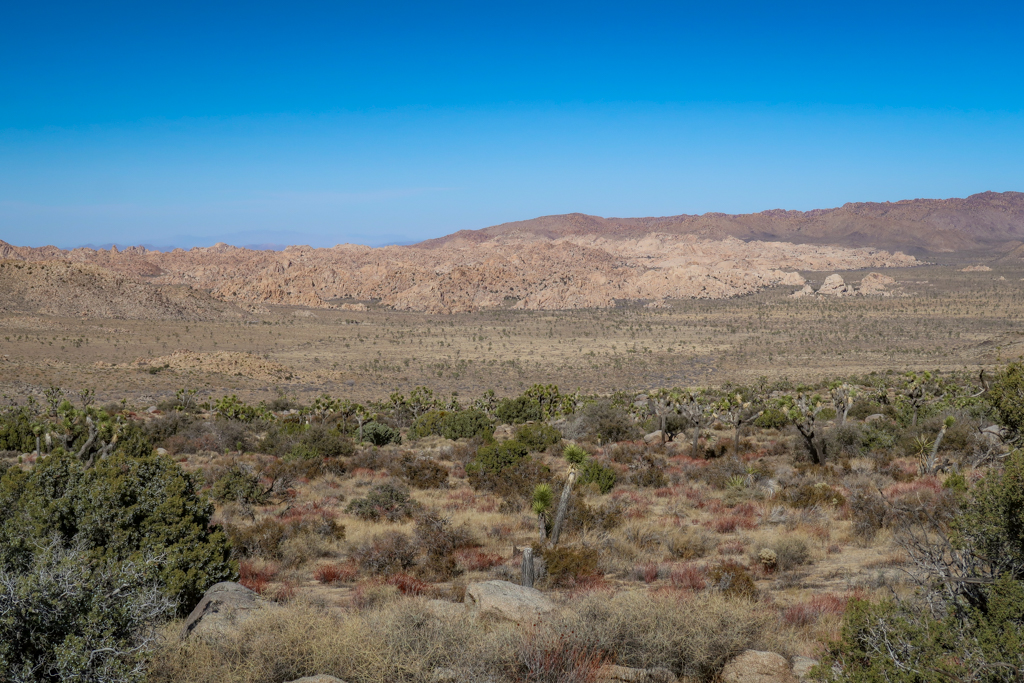 Overlook near Juniper Flats with a few of Joshua Tree National Park dotted with a forest of Joshua Trees