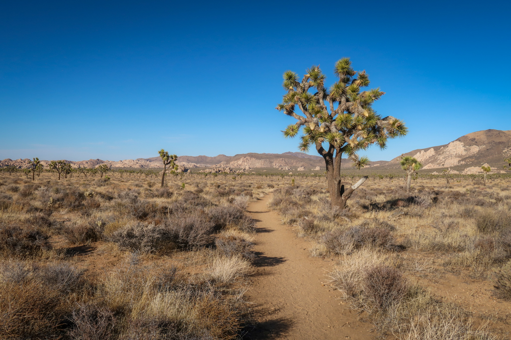 Hiking path approaching the Juniper Flats area flanked by Joshua Trees with mountains in the distance