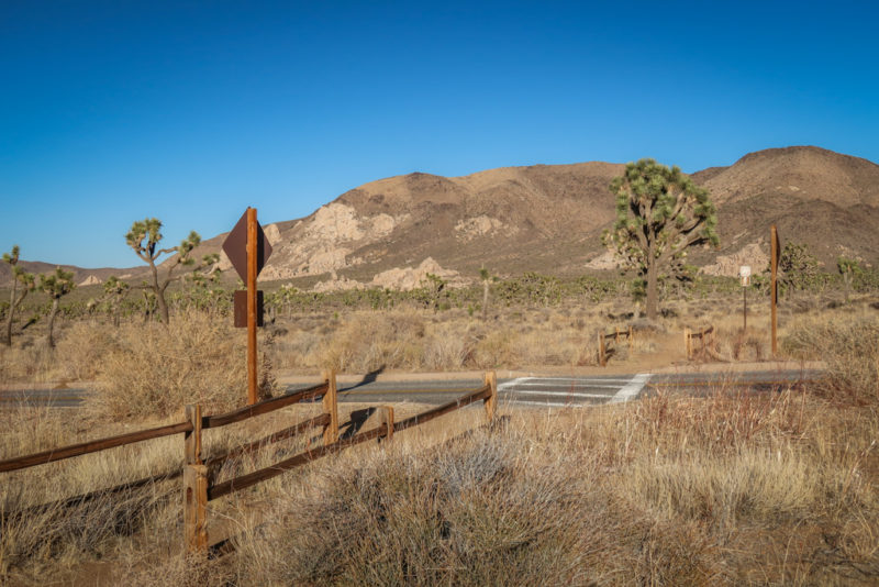 Juniper Flats Joshua Tree Day 2 on the California Riding and Hiking Trail