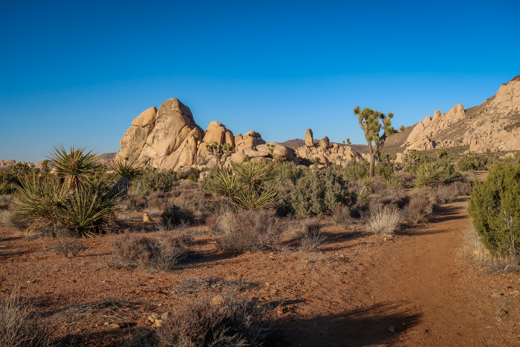 High desert scene with large boulders in the distance, yucca and Joshua Trees.
