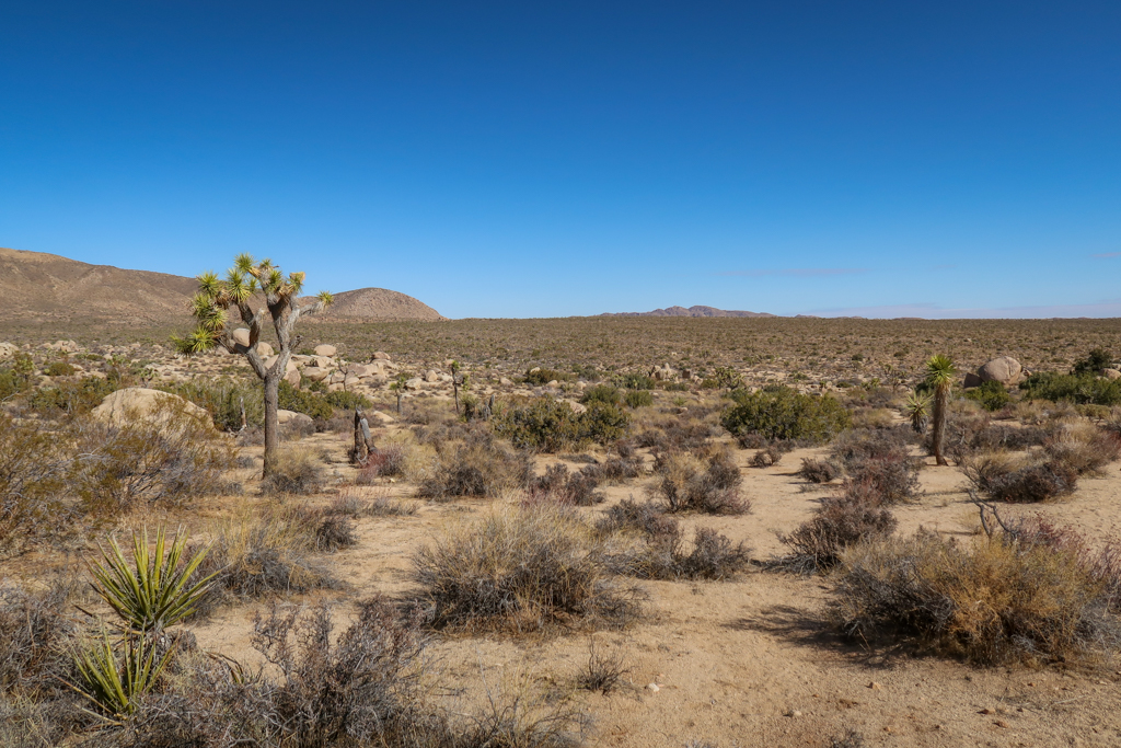 A plain stretching into the horizon as far as the eye can see that is filled with Joshua Trees