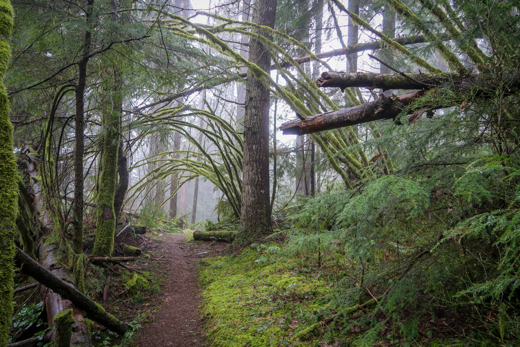A hiking trail leads into the a green forest that is shrouded in fog