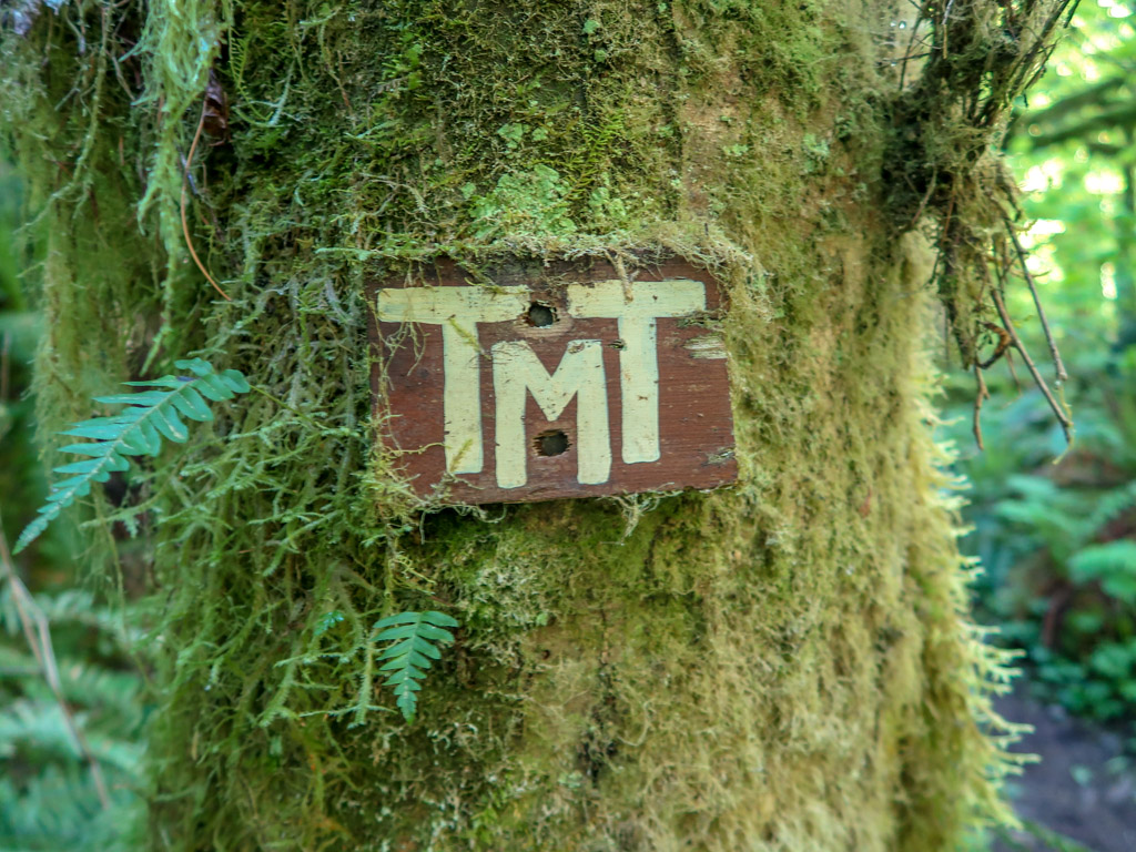 A small handmade sign with TMT painted on it (for Tiger Mountain Trail) is nailed to a mossy tree along the trail