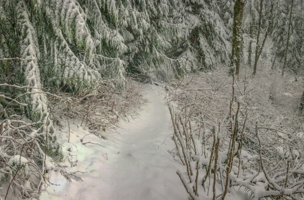 A hiking trail in the forest is covered with a blanket of snow about 6 inches deep
