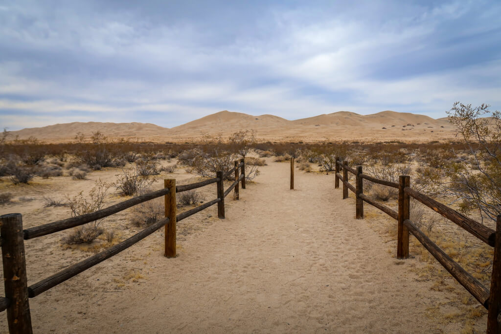 beginning of the Kelso Dunes Trail is lined with some wooden fences with the sand dunes rising in the background