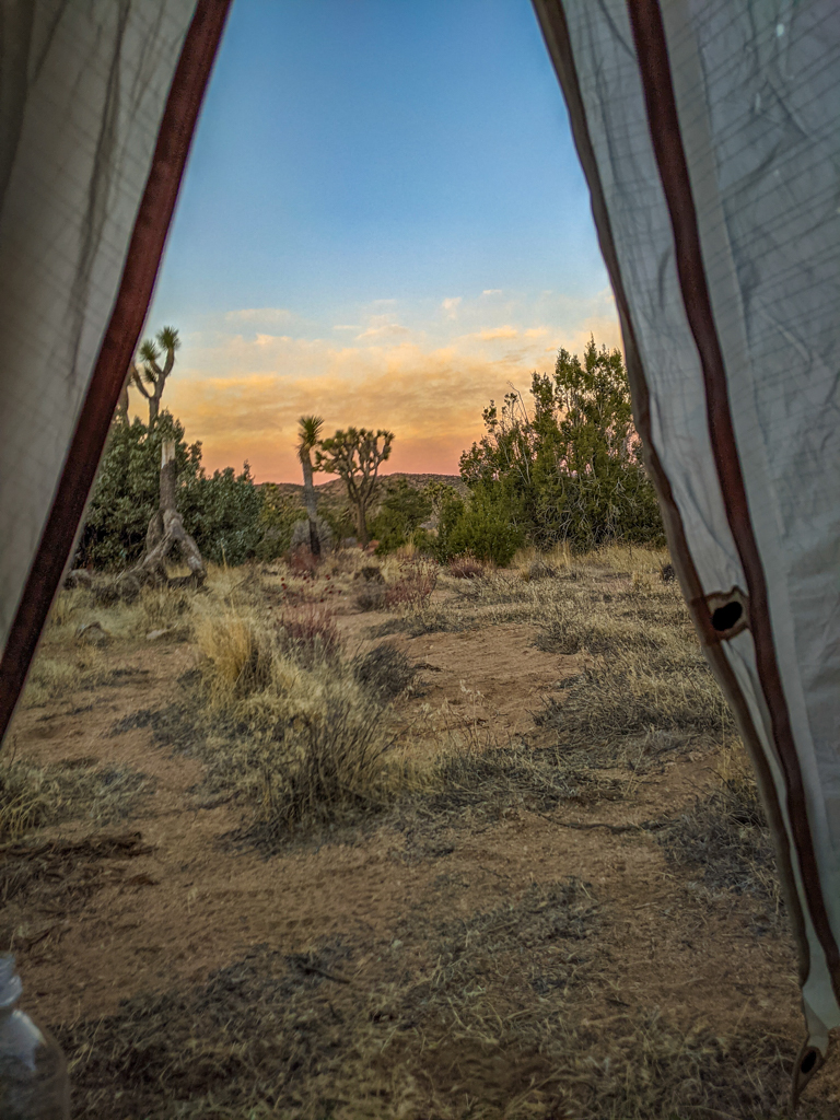 View out of the tent vestibule reveals Joshua Tree at sunrise with pink and yellow clouds on the horizon.