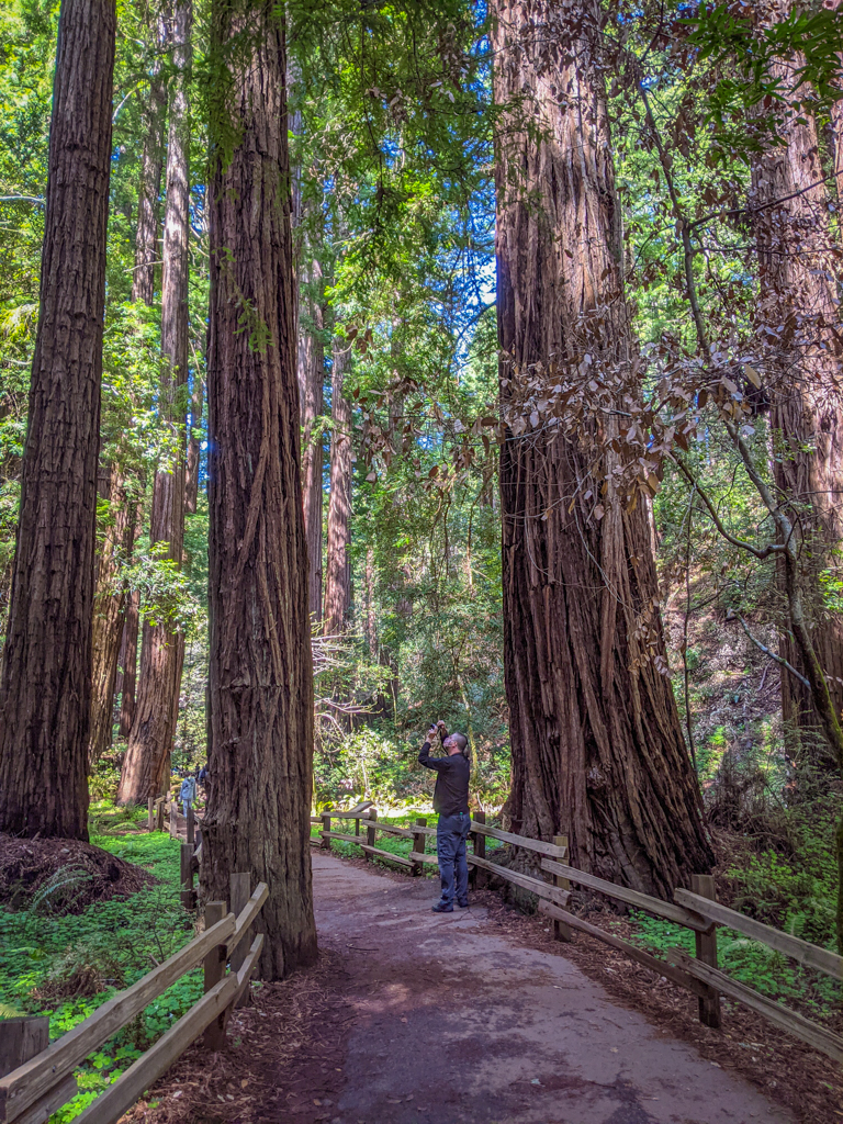 Daniel stands along the path in Muir Woods to take some photos while Redwood trees tower around him