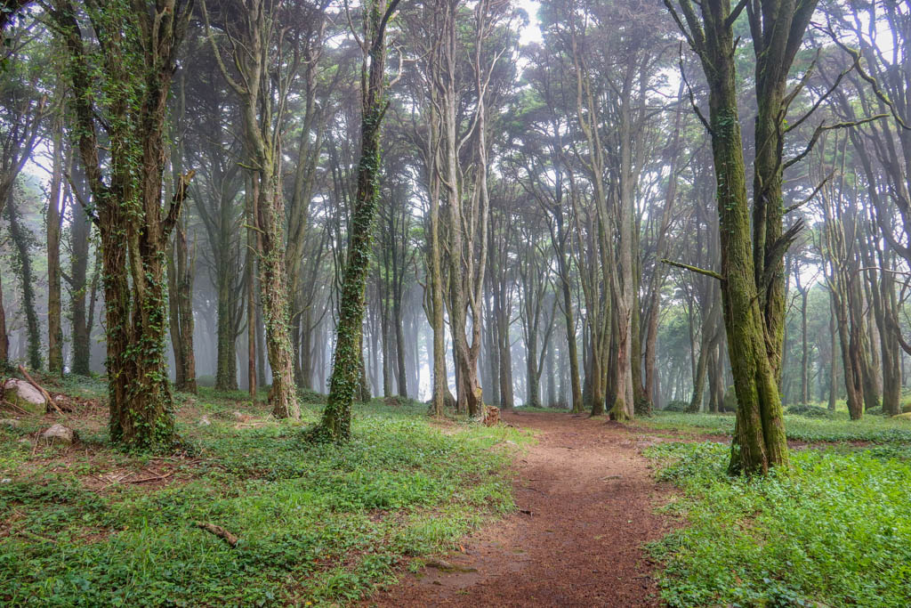 A dirt hiking path leads through a forest shrouded in fog