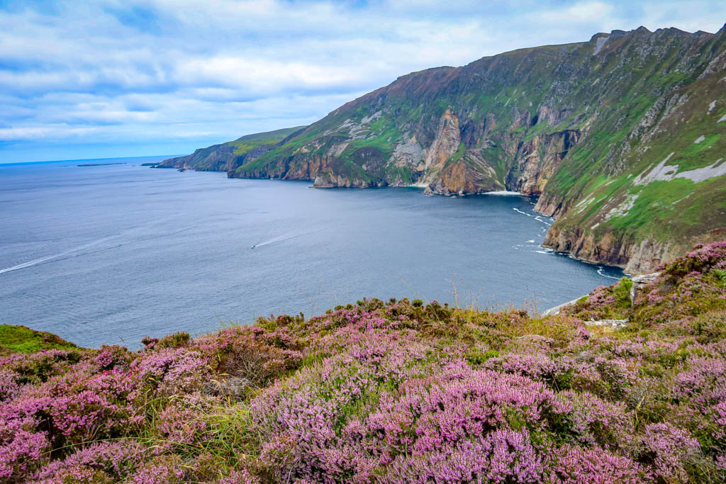 Slieve League Cliffs with blooming heather in the foreground