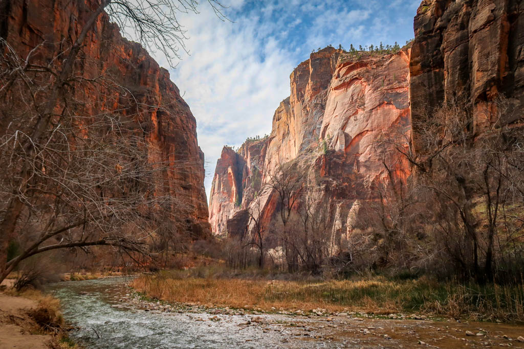 View of the Virgin River running through Zion Canyon with towering red walls on either side